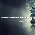 Question : À quoi ressemblent les œufs de vers de farine